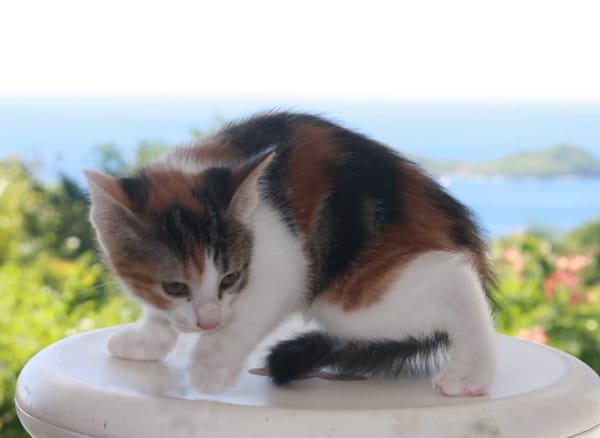 CHAT–MALLOW, chaton femelle européen