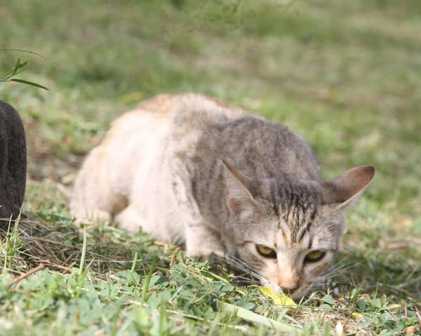RAYA, chaton femelle européen