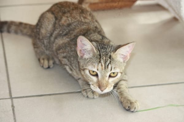 RAYA, chaton femelle européen