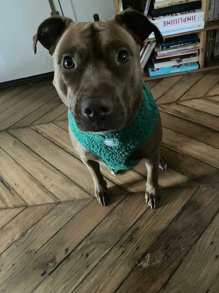 Brooklyn, femelle, Berger X Staffordshire Terrier (Décatégorisée par diagnose), née le 20/04/2022