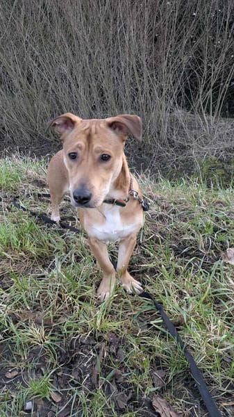 Bosko, mâle X berger né le 10/12/2024