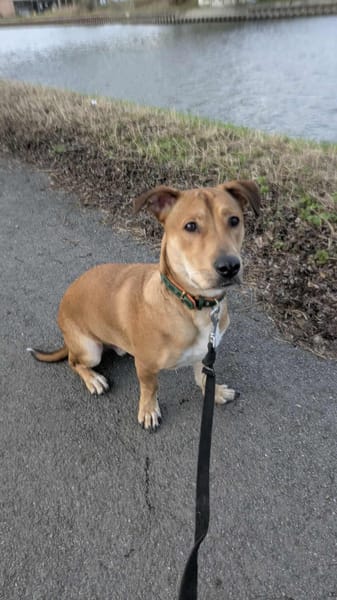 Bosko, mâle X berger né le 10/12/2024