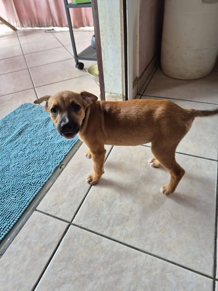 Walker, Mâle, X Berger, né le 15/01/2026