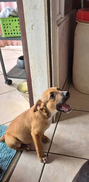 Walker, Mâle, X Berger, né le 15/01/2026