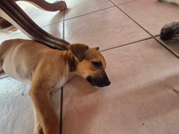 Walker, Mâle, X Berger, né le 15/01/2026