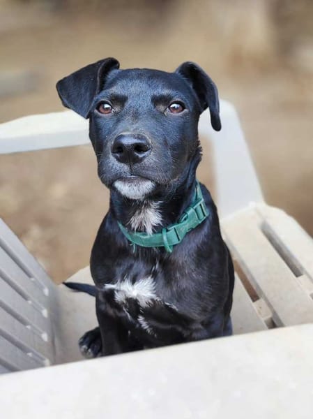 Stormy, mâle, berger créole, né le 15/11/2025