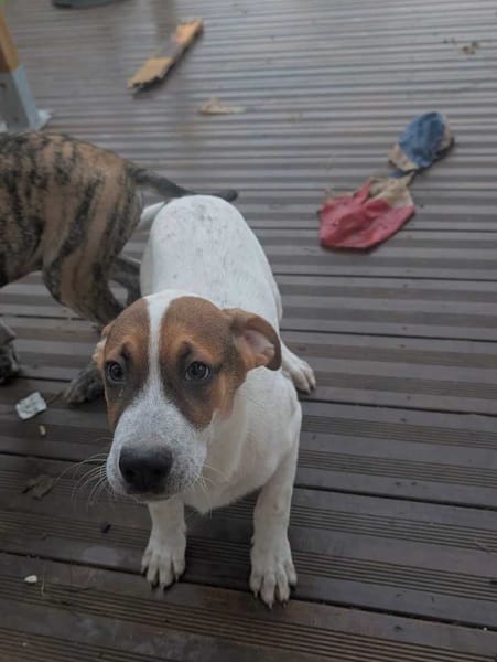 Roach, mâle X berger, né le 01/11/2025 🤍