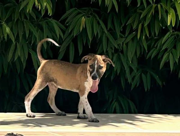 Rex, Mâle, X Berger, né le 01/12/2025