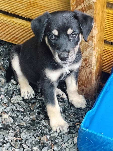 Patou, mâle, X Berger, né le 13/02/2026