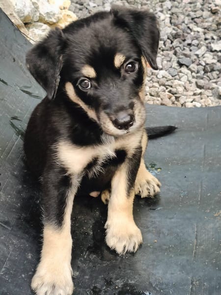 Patou, mâle, X Berger, né le 13/02/2026