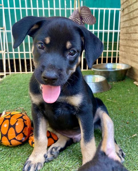 Eldo, mâle, X Berger, né le 13/02/2026