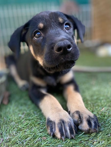 Eldo, mâle, X Berger, né le 13/02/2026