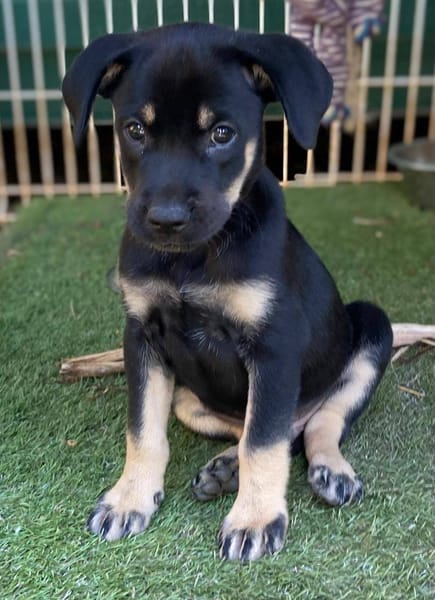 Eldo, mâle, X Berger, né le 13/02/2026