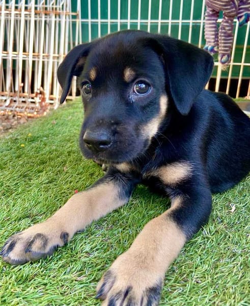 Eldo, mâle, X Berger, né le 13/02/2026