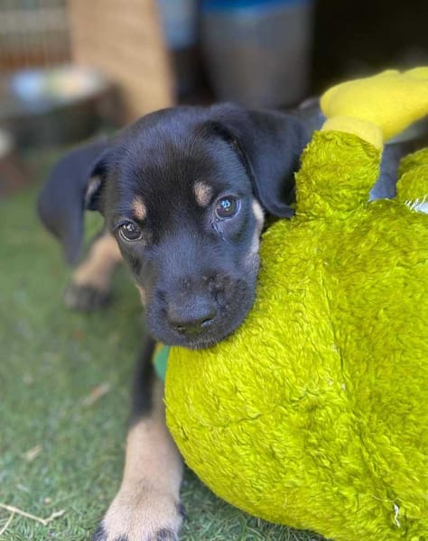 Eldo, mâle, X Berger, né le 13/02/2026