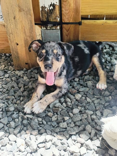 Daïquiri, mâle, X Berger, né le 13/02/2026