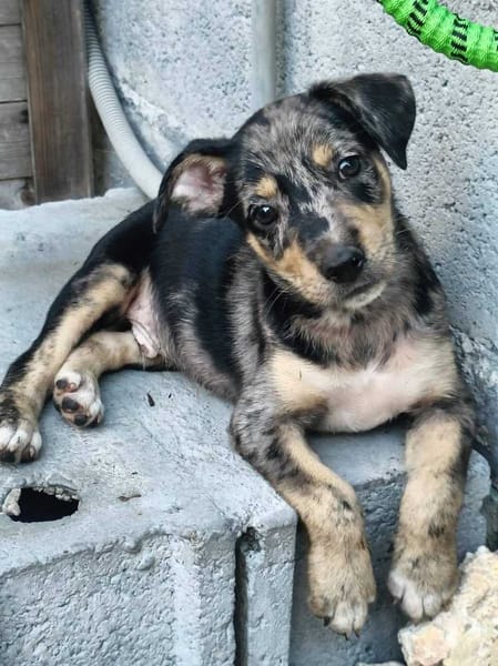 Daïquiri, mâle, X Berger, né le 13/02/2026