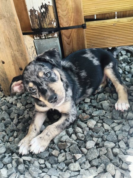 Daïquiri, mâle, X Berger, né le 13/02/2026