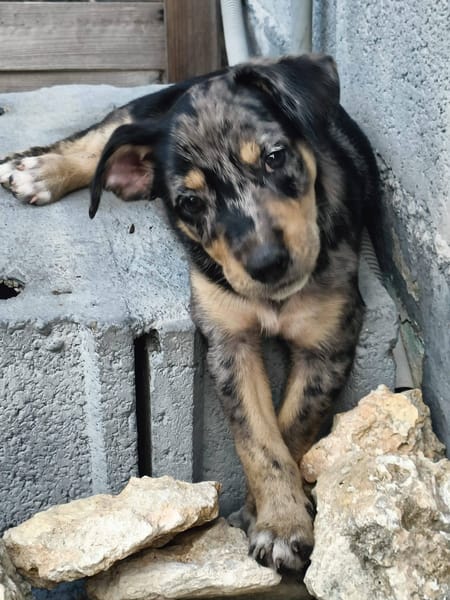 Daïquiri, mâle, X Berger, né le 13/02/2026