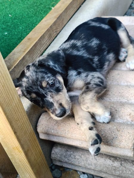 Daïquiri, mâle, X Berger, né le 13/02/2026