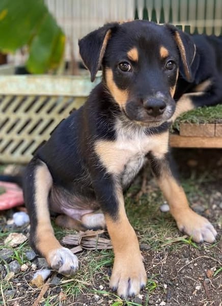 Alfie, mâle, X Berger, né le 13/02/2026