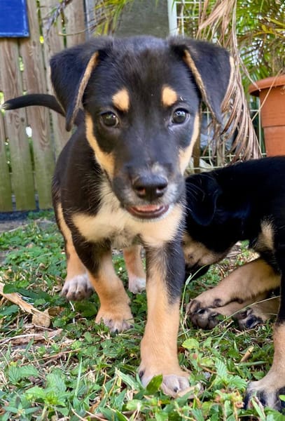 Alfie, mâle, X Berger, né le 13/02/2026