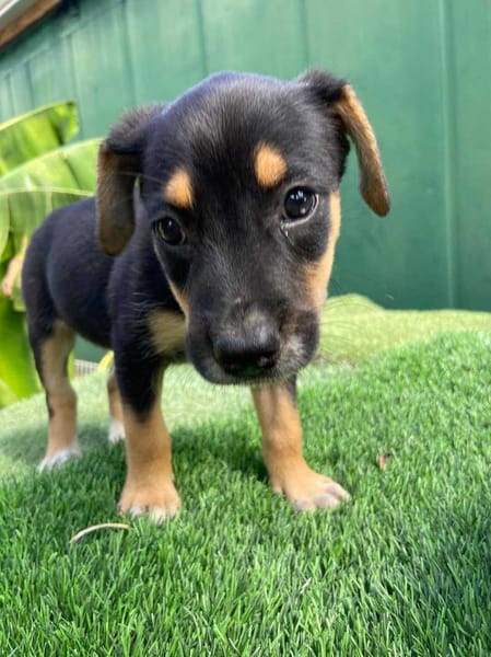 Alfie, mâle, X Berger, né le 13/02/2026