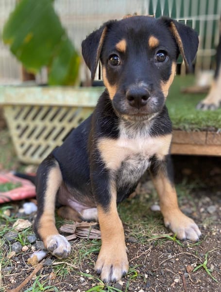 Alfie, mâle, X Berger, né le 13/02/2026