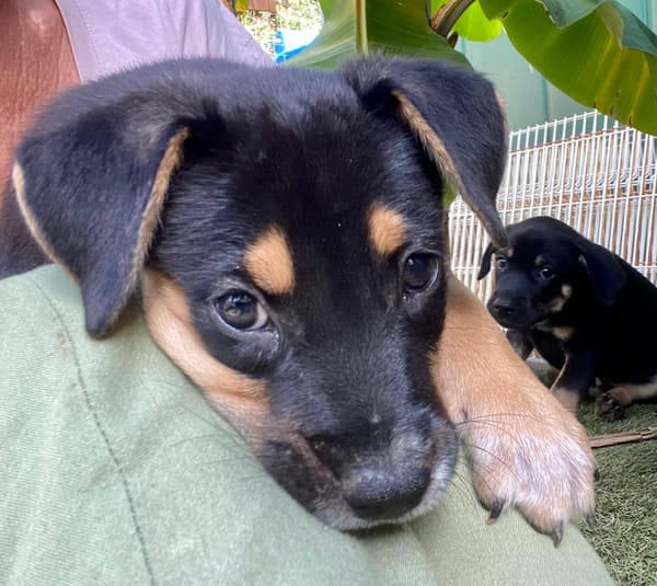 Alfie, mâle, X Berger, né le 13/02/2026