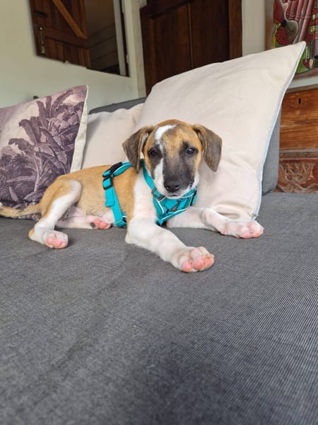 Adélie, femelle, X Berger, née le 02/01/2026