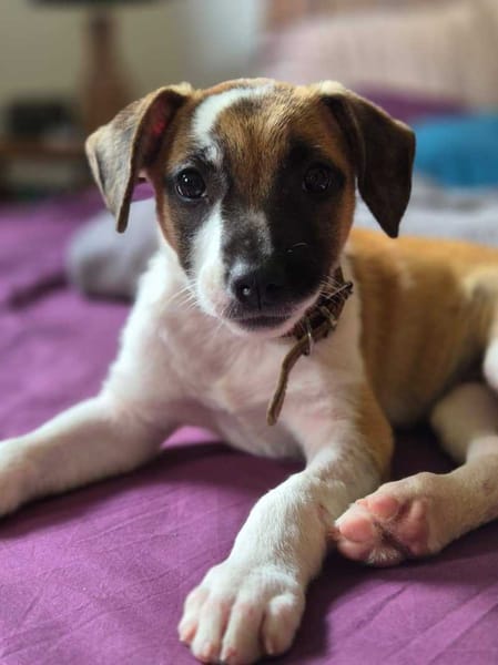 Adélie, femelle, X Berger, née le 02/01/2026