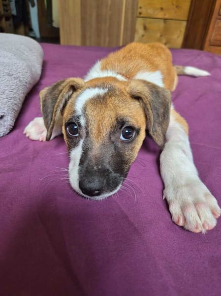 Adélie, femelle, X Berger, née le 02/01/2026