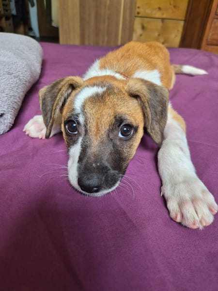 Adélie, femelle, X Berger, née le 02/01/2026