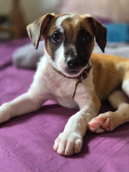 Adélie, femelle, X Berger, née le 02/01/2026