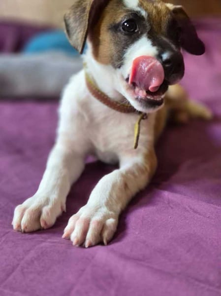 Adélie, femelle, X Berger, née le 02/01/2026