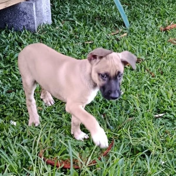 ✨️ DRACO ✨️ 🐶