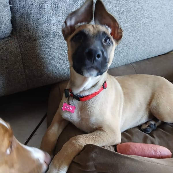 ✨️ DRACO ✨️ 🐶