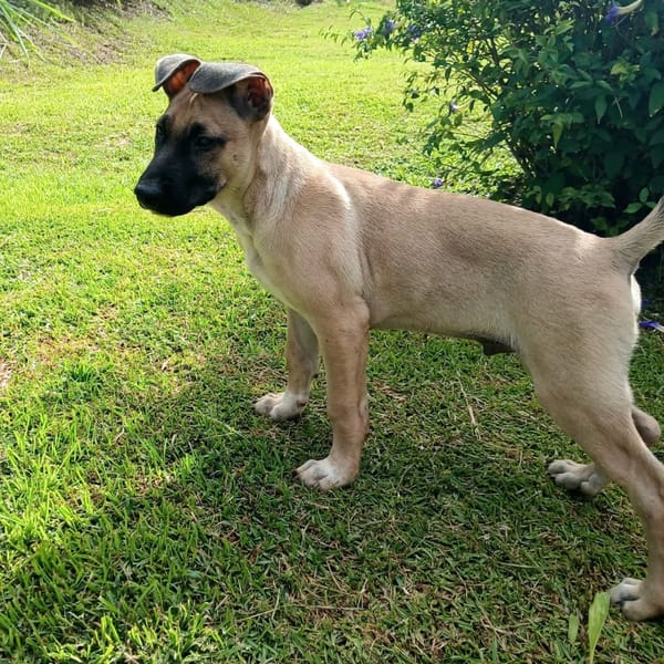 ✨️ DRACO ✨️ 🐶