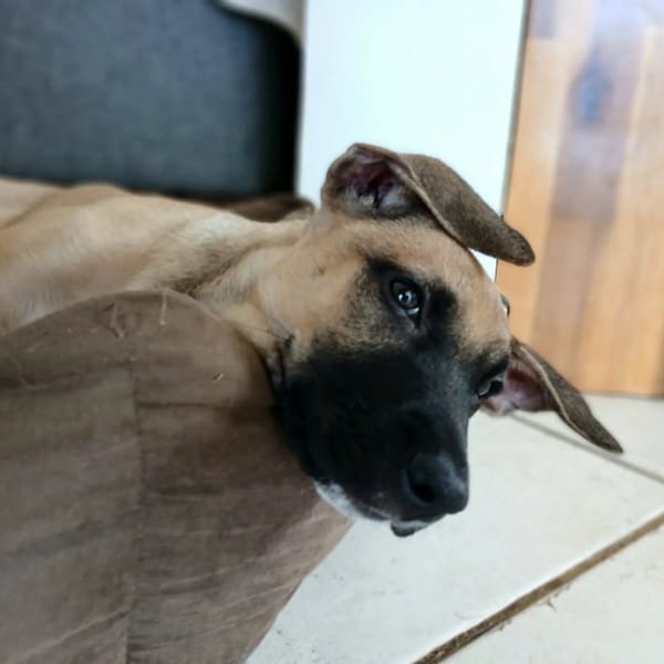 ✨️ DRACO ✨️ 🐶