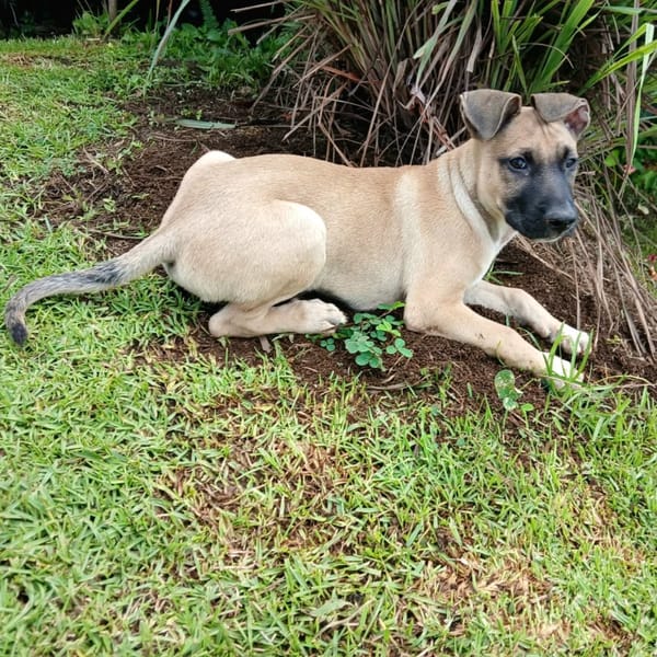 ✨️ DRACO ✨️ 🐶