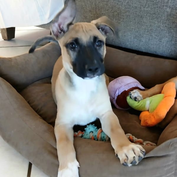 ✨️ DRACO ✨️ 🐶