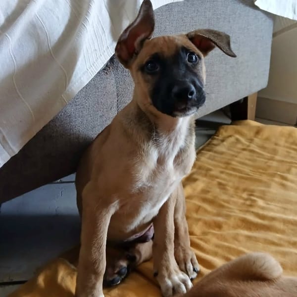 ✨️ DRACO ✨️ 🐶