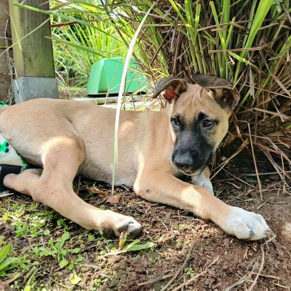 ✨️ DRACO ✨️ 🐶