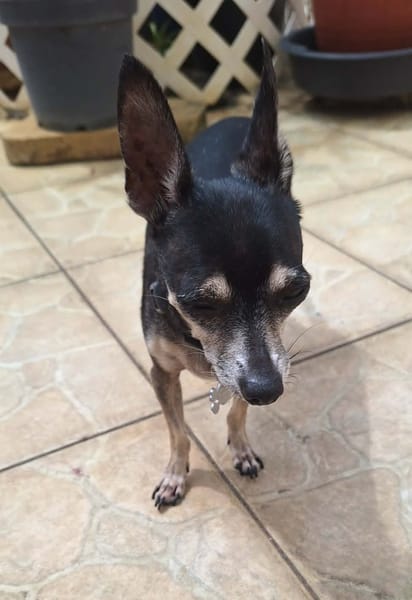 ZIGGY le petit pinscher