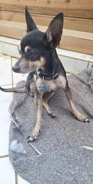 ZIGGY le petit pinscher