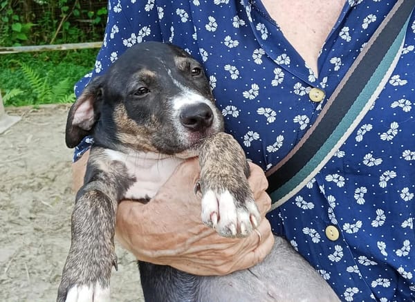 DARWIN un amour de bébé