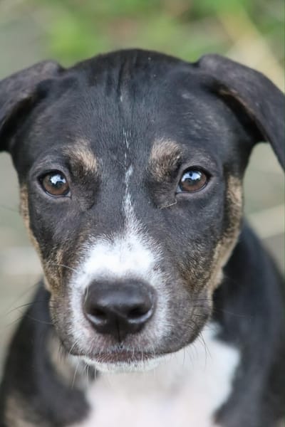 DARWIN un amour de bébé