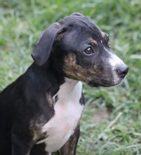 DARWIN un amour de bébé