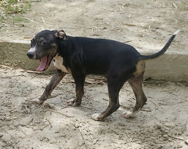 DARWIN un amour de bébé