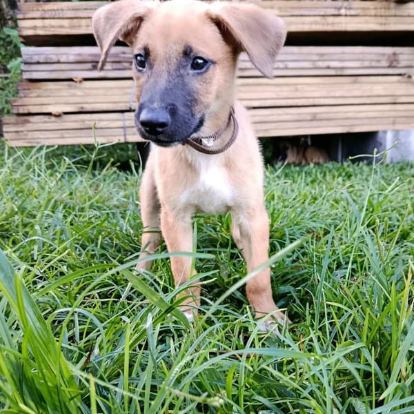 ✨️ LUCIUS ✨️ 🐶